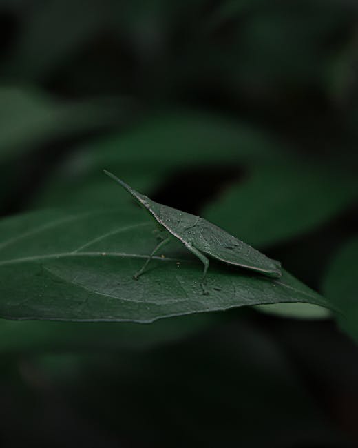 A close-up image of a green leaf with a small green caterpillar resting on its surface. The leaf has visible veins and a slightly textured appearance, with droplets of water on it. The background is blurred with dark green foliage, creating a natural setting. The caterpillar blends in with the leaf, indicating it is an insect crawling on the leaf during daylight. The scene captures a moment of natural movement and detail relevant to outdoor environments, which may be encountered during packing or staging in house removals by Man and Van Sydenham.